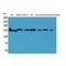 Interleukin 16 antibody, LS-C386946, Lifespan Biosciences, Western Blot image 