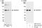 Sosondowah Ankyrin Repeat Domain Family Member C antibody, A301-411A, Bethyl Labs, Western Blot image 