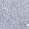 Intraflagellar Transport 81 antibody, PA5-54130, Invitrogen Antibodies, Immunohistochemistry frozen image 