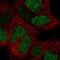 CTR9 Homolog, Paf1/RNA Polymerase II Complex Component antibody, NBP2-57251, Novus Biologicals, Immunofluorescence image 