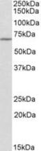 Thymocyte Selection Associated antibody, MBS422340, MyBioSource, Western Blot image 