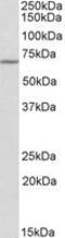 Thymocyte Selection Associated antibody, MBS422340, MyBioSource, Western Blot image 