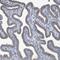 PP2CE antibody, HPA036905, Atlas Antibodies, Immunohistochemistry paraffin image 