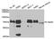 Twinkle protein, mitochondrial antibody, TA332596, Origene, Western Blot image 