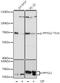 Dihydropyrimidinase Like 2 antibody, LS-C750626, Lifespan Biosciences, Western Blot image 