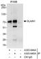SLAIN Motif Family Member 1 antibody, A303-644A, Bethyl Labs, Immunoprecipitation image 