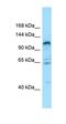 G Protein-Coupled Receptor Class C Group 6 Member A antibody, orb331279, Biorbyt, Western Blot image 