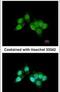Regulator Of Chromosome Condensation 1 antibody, PA5-28063, Invitrogen Antibodies, Immunofluorescence image 