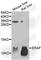 Alpha Hemoglobin Stabilizing Protein antibody, A6465, ABclonal Technology, Western Blot image 