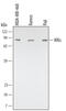 Inhibitor Of Nuclear Factor Kappa B Kinase Subunit Epsilon antibody, MAB3199, R&D Systems, Western Blot image 