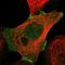 Plakophilin 2 antibody, HPA014314, Atlas Antibodies, Immunofluorescence image 