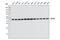 Eukaryotic Translation Initiation Factor 4A3 antibody, 2013S, Cell Signaling Technology, Western Blot image 