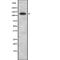 Integrin Subunit Alpha 6 antibody, abx216327, Abbexa, Western Blot image 