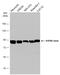 Heat Shock Protein 90 Alpha Family Class B Member 1 antibody, GTX101423, GeneTex, Western Blot image 