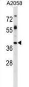 Trophoblast Glycoprotein antibody, abx029293, Abbexa, Western Blot image 