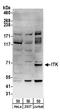 IL2 Inducible T Cell Kinase antibody, A304-355A, Bethyl Labs, Western Blot image 