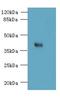 8-Oxoguanine DNA Glycosylase antibody, LS-C376257, Lifespan Biosciences, Western Blot image 