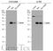 POU Class 2 Homeobox Associating Factor 1 antibody, GTX133968, GeneTex, Western Blot image 