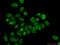 GATA Binding Protein 5 antibody, 55433-1-AP, Proteintech Group, Immunofluorescence image 