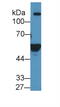 Aldehyde Dehydrogenase 1 Family Member A2 antibody, abx131533, Abbexa, Western Blot image 