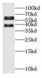Oxidative Stress Induced Growth Inhibitor 1 antibody, FNab06027, FineTest, Western Blot image 
