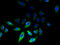 Receptor Accessory Protein 2 antibody, A60570-100, Epigentek, Immunofluorescence image 