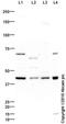 Aldolase, Fructose-Bisphosphate C antibody, ab87122, Abcam, Western Blot image 