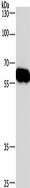 Coronin 1C antibody, TA349821, Origene, Western Blot image 