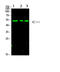 GLI Family Zinc Finger 1 antibody, STJ98844, St John