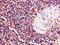 Bruton Tyrosine Kinase antibody, CSB-PA002867LA01HU, Cusabio, Immunohistochemistry frozen image 