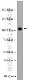 Homeodomain Interacting Protein Kinase 2 antibody, 55408-1-AP, Proteintech Group, Western Blot image 