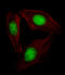 Sterol regulatory element-binding protein 2 antibody, LS-C161495, Lifespan Biosciences, Immunofluorescence image 