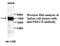 Protein Kinase C Eta antibody, MBS415562, MyBioSource, Western Blot image 