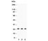 Glutathione S-Transferase Pi 1 antibody, R30668, NSJ Bioreagents, Western Blot image 