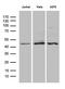 NFKB Inhibitor Epsilon antibody, LS-C799095, Lifespan Biosciences, Western Blot image 