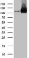 LIM Domain And Actin Binding 1 antibody, LS-C799009, Lifespan Biosciences, Western Blot image 