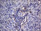 PMP-22 antibody, M00890-1, Boster Biological Technology, Immunohistochemistry paraffin image 
