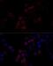 Filamin A antibody, LS-C746769, Lifespan Biosciences, Immunofluorescence image 