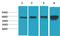 Protein Kinase AMP-Activated Catalytic Subunit Alpha 1 antibody, A00994, Boster Biological Technology, Western Blot image 