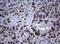 Nibrin antibody, LS-C175616, Lifespan Biosciences, Immunohistochemistry frozen image 
