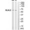 Kelch Like Family Member 3 antibody, A05117, Boster Biological Technology, Western Blot image 
