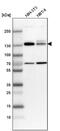 Myosin Phosphatase Rho Interacting Protein antibody, NBP1-81035, Novus Biologicals, Western Blot image 