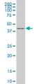 Kruppel Like Factor 1 antibody, H00010661-M03, Novus Biologicals, Western Blot image 