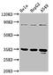 Purine Rich Element Binding Protein A antibody, LS-C671279, Lifespan Biosciences, Western Blot image 