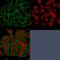 Moesin antibody, GTX34849, GeneTex, Immunofluorescence image 