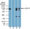 NLR Family Pyrin Domain Containing 3 antibody, TA336895, Origene, Western Blot image 
