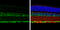 RNA Binding Fox-1 Homolog 3 antibody, GTX133127, GeneTex, Immunohistochemistry paraffin image 