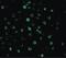 Interleukin 22 Receptor Subunit Alpha 1 antibody, PA5-19987, Invitrogen Antibodies, Immunofluorescence image 