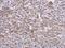 Eukaryotic Translation Initiation Factor 3 Subunit E antibody, PA5-29487, Invitrogen Antibodies, Immunohistochemistry frozen image 