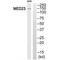 Mediator Complex Subunit 23 antibody, A03859, Boster Biological Technology, Western Blot image 